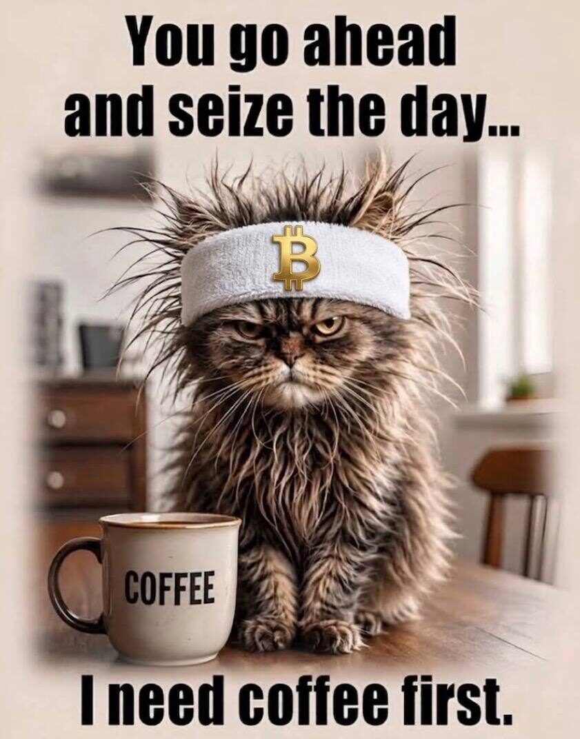 Buy The Cat meme — bull-market cat clutching a Bitcoin