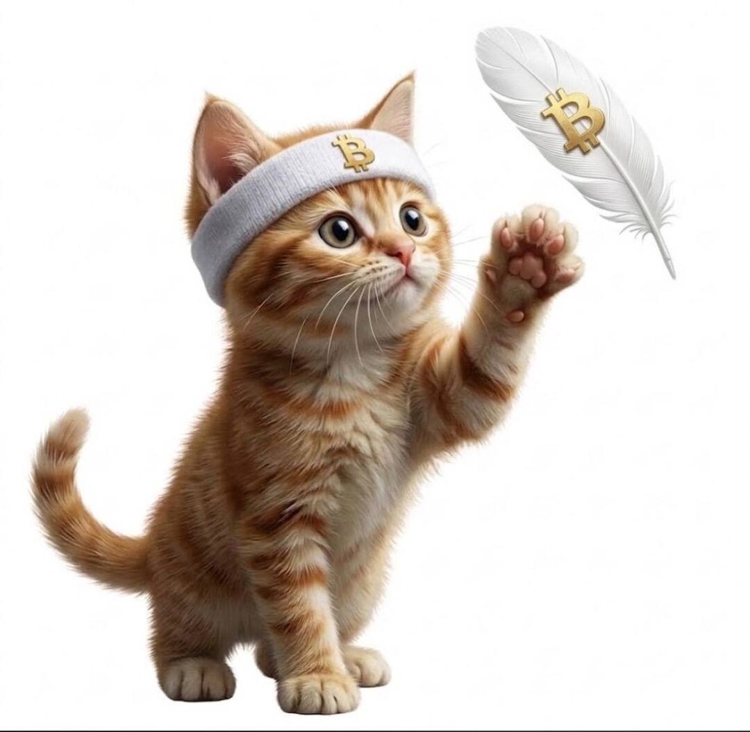 Buy The Cat meme — orange cat hugging a Bitcoin